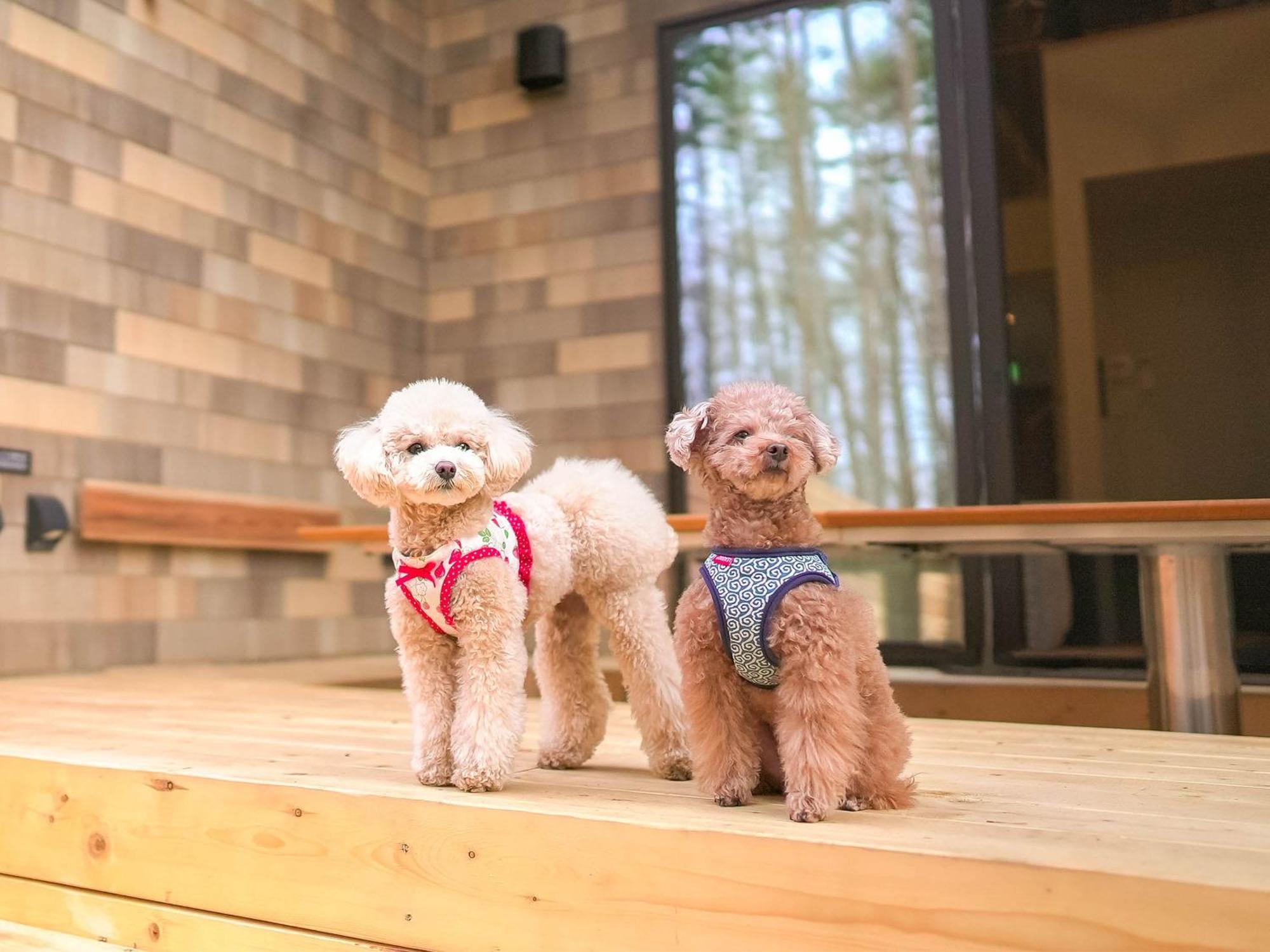 Rakuten Stay Villa Fujikawaguchiko Forest Eksteriør bilde